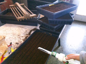 Seeding into trays
