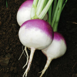 Purple-Top Turnips – per lb