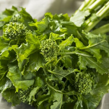 Raw Green Organic Broccoli Rabe Ready to Cook