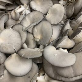 Oyster Mushroom Quart