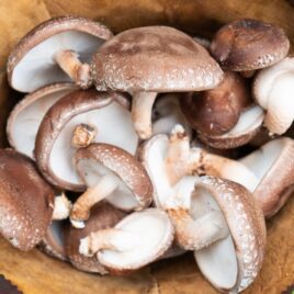 Shiitake Mushroom Quart