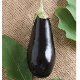 Seedling – Eggplant, Traviata