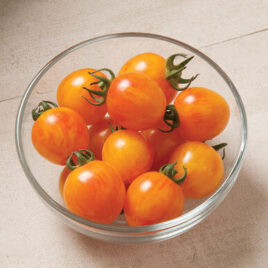 Seedling – Cherry Tomato, Sunrise Bumblebee