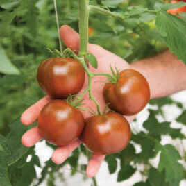 Seedling – Tomato, Kakao