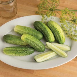 Seedling – Cucumber, Cool Customer (Pickling)