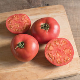 Seedling – Tomato, Damsel