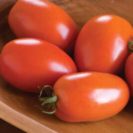 Seedling – Tomato, Amish Paste