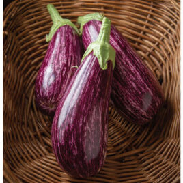 Seedling – Eggplant, Annina