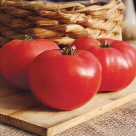 Seedling – Tomato, Rose de Berne