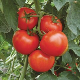 Seedling – Tomato, Arbason