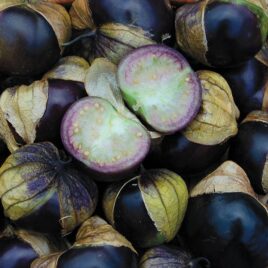 Seedling – Tomato, Purple Tomatillo
