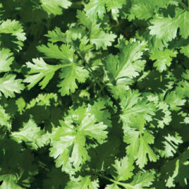 Seedling – Herb, Calypso Cilantro 4-PACK