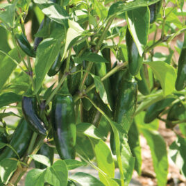 Seedling, Hot Pepper, Jalafuego Jalapeno