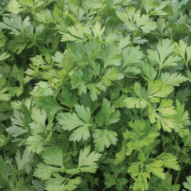 Seedling – Herb, Giant of Italy Parsley 4-PACK