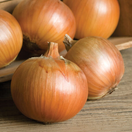 patterson onion