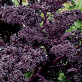 Seedling, Kale, Redbor curly