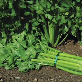 Seedling, Celery, Tango